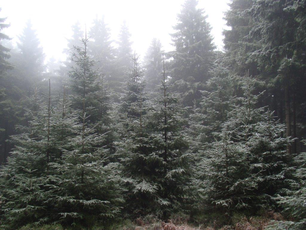 Wald